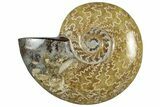 Polished Cretaceous Ammonite (Cleoniceras) Fossil - Madagascar #305951-1